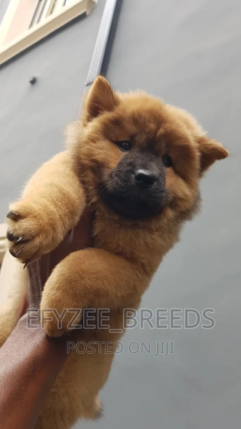 3-6 months Female Purebred Chow Chow