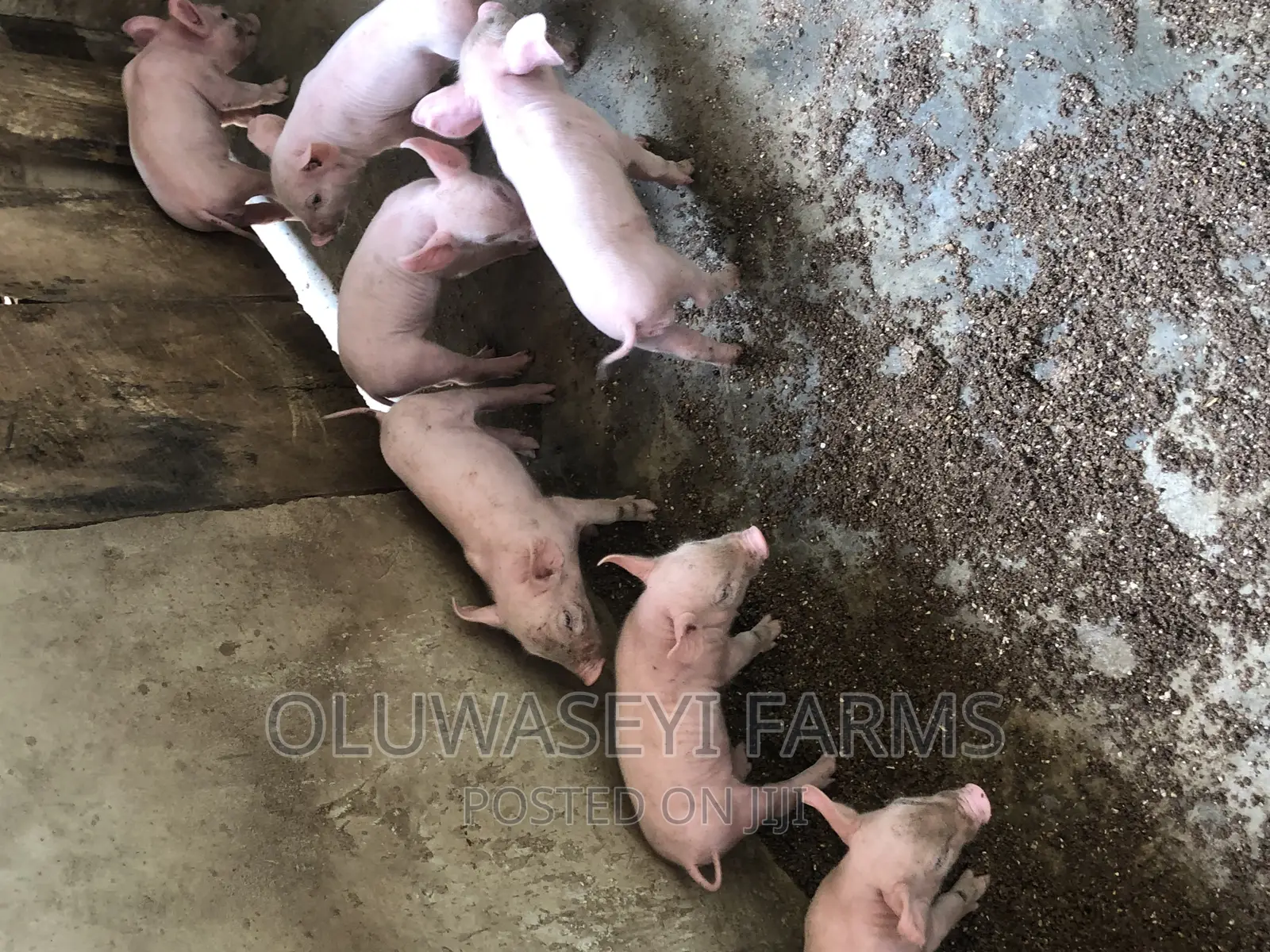 Tn70 Weaners