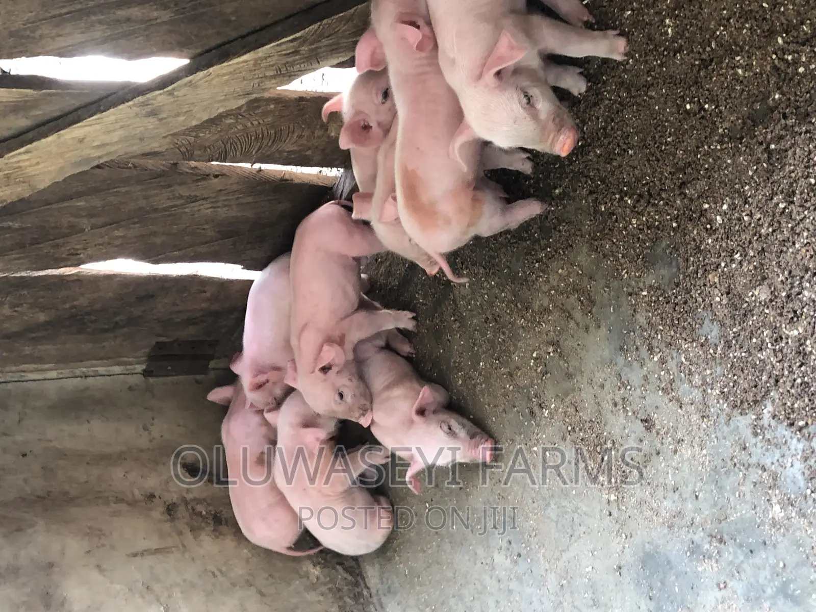 Tn70 Weaners