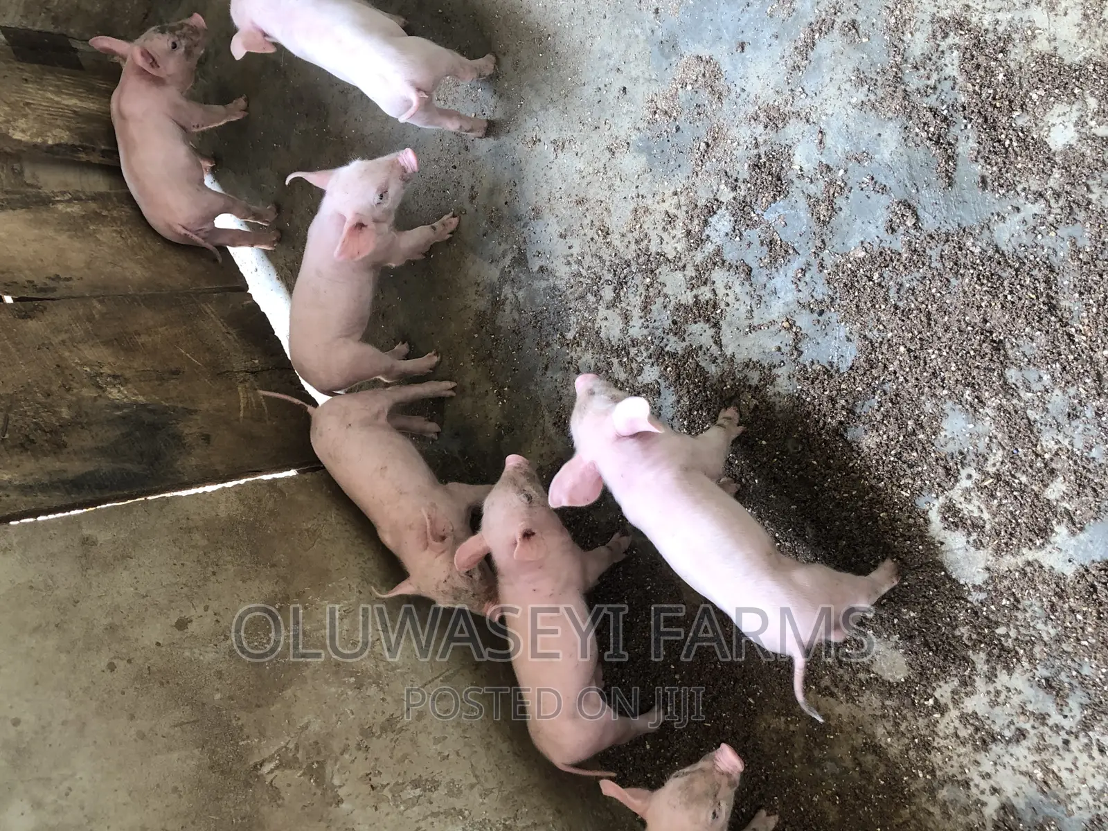 Tn70 Weaners