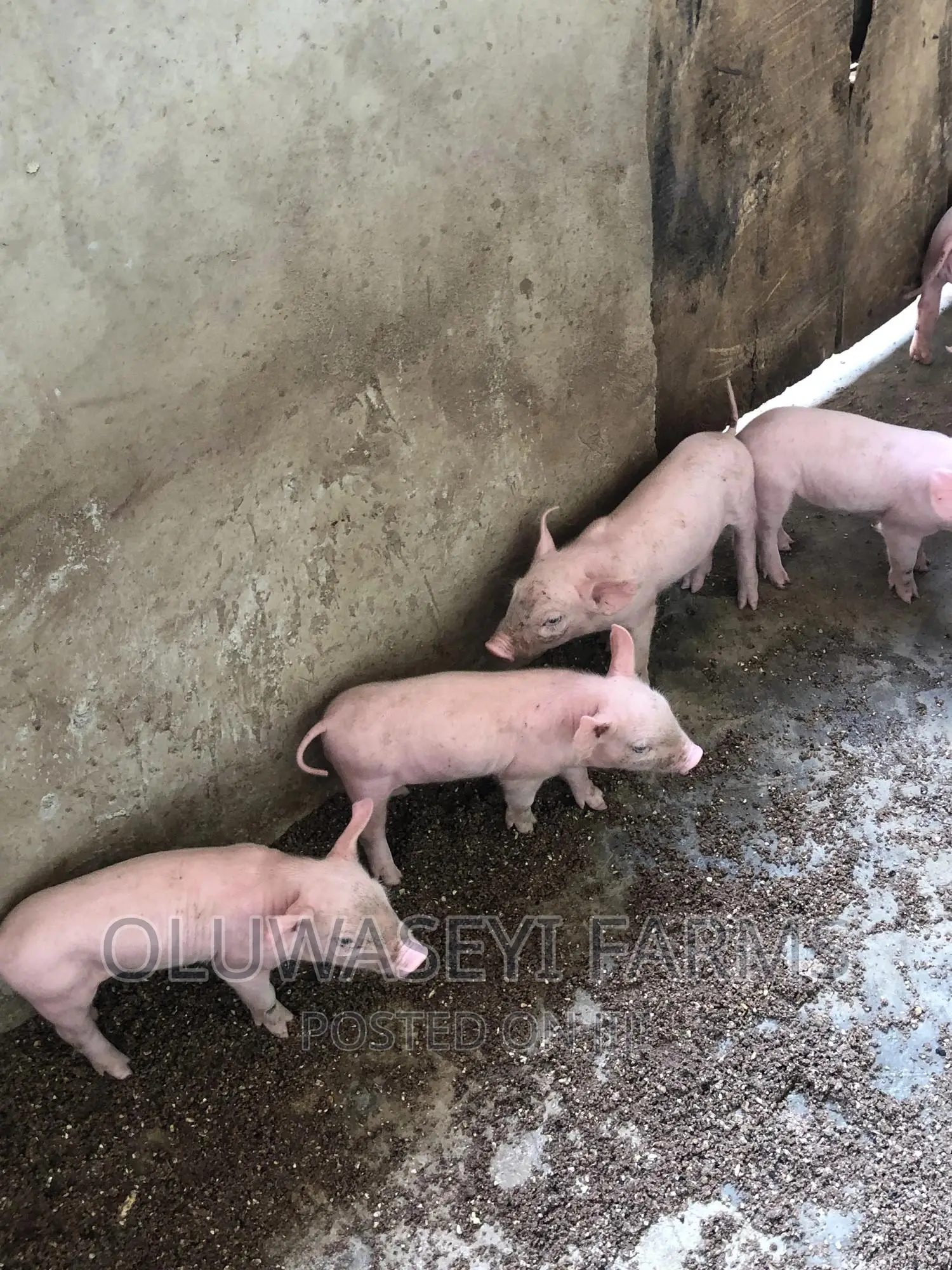 Tn70 Weaners