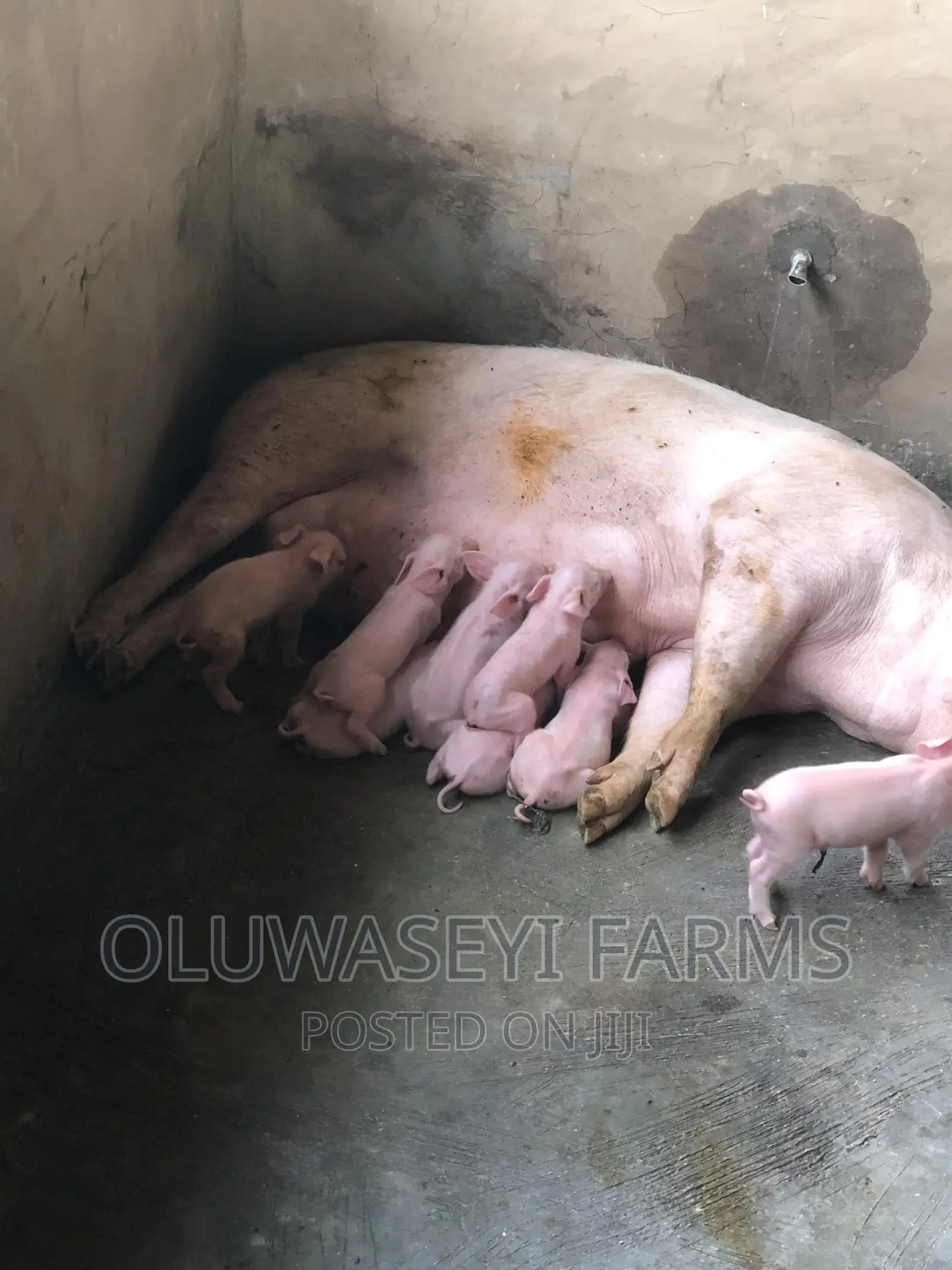 Tn70 Weaners