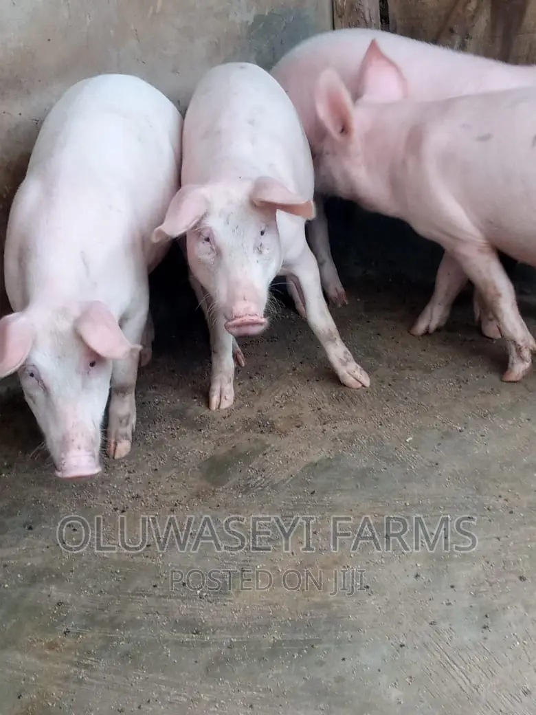 Hybrid Animal
