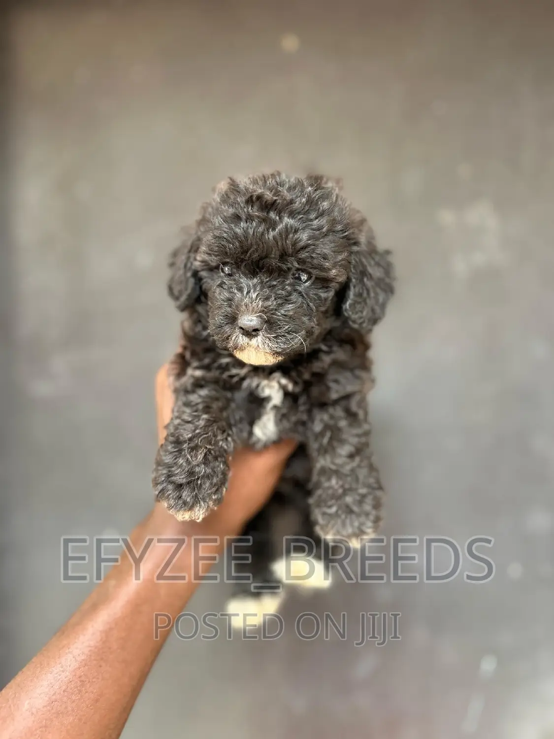 1-3 months Female Purebred Poodle