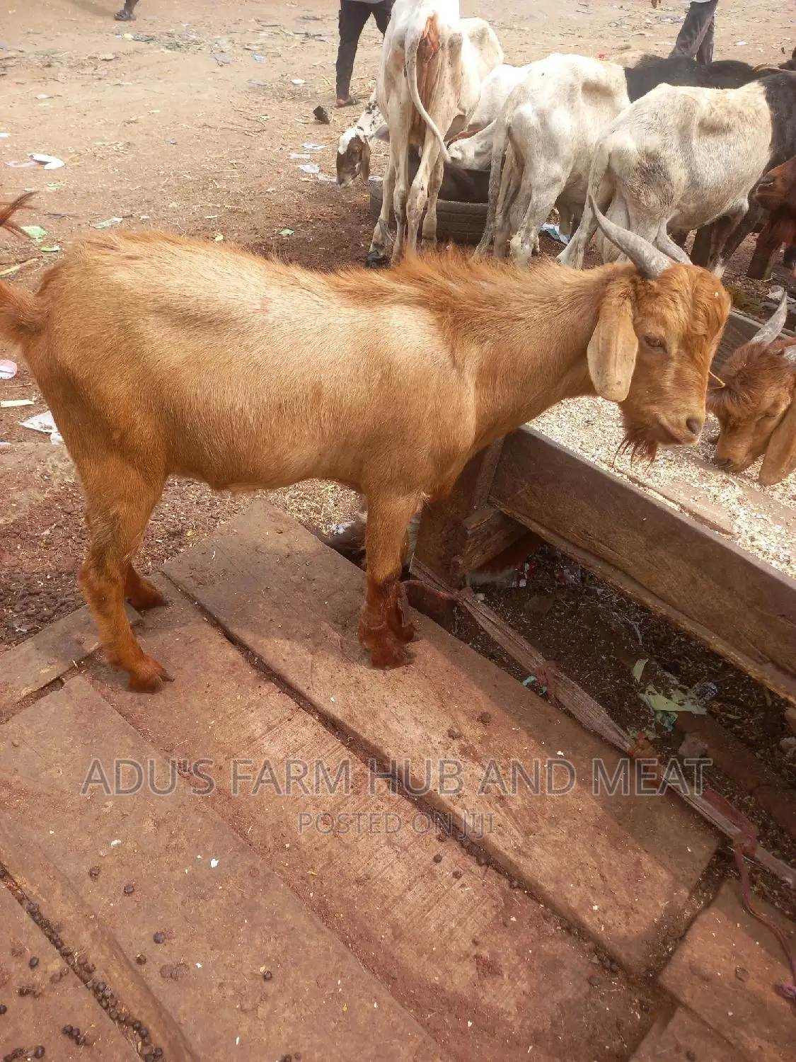 Big Healthy Northern Goats Meat