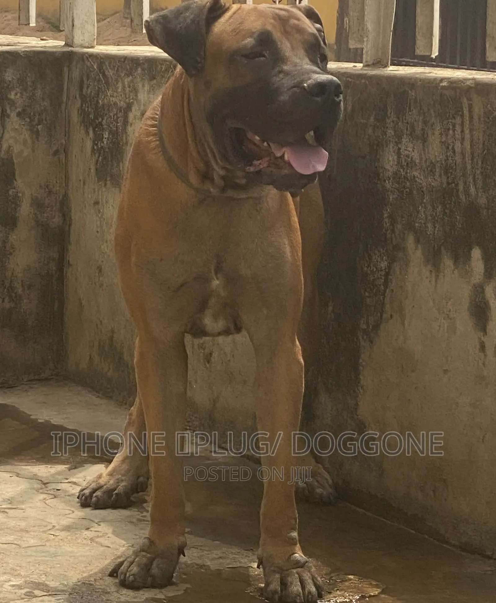 1+ year Male Purebred Boerboel