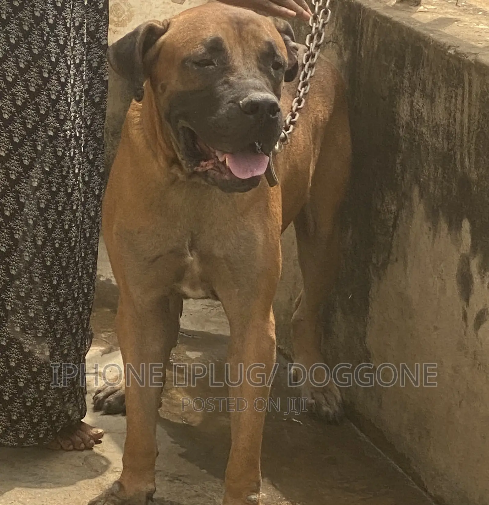 1+ year Male Purebred Boerboel