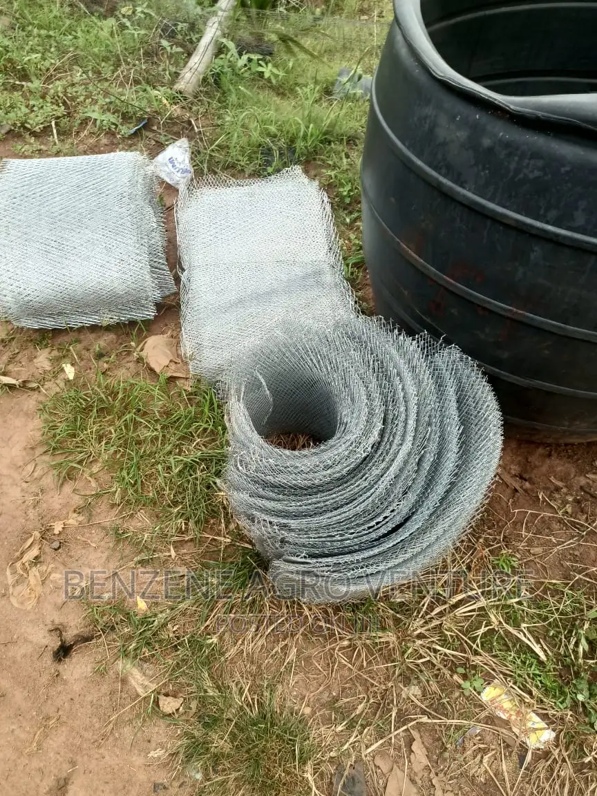 Hybrid Palm Seedlings