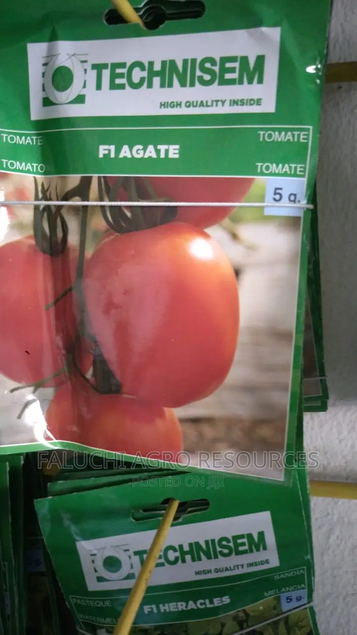 Hybrid Tomato Seed ( F1 Agate ) 5g