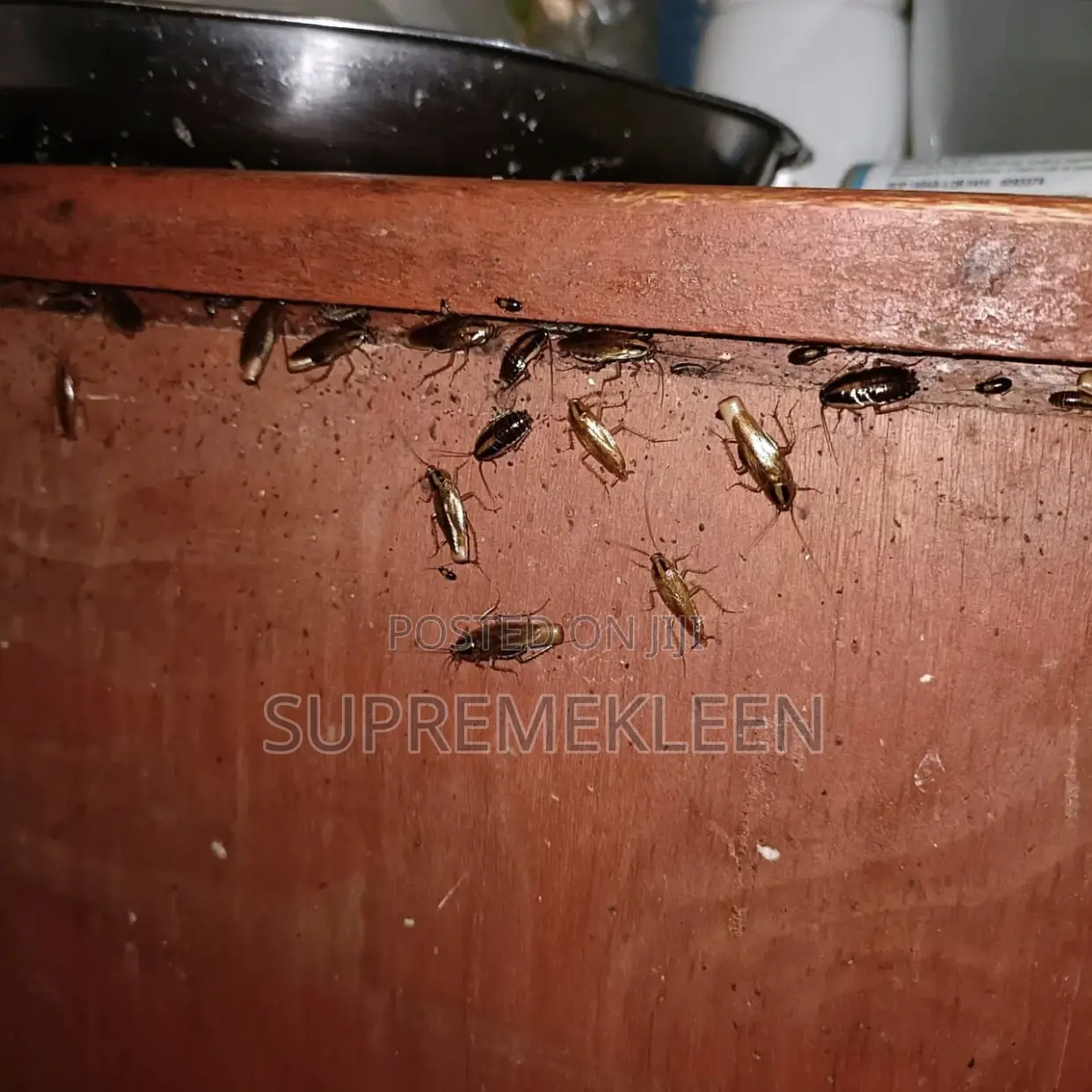 Best Fumigation Service in Ajah