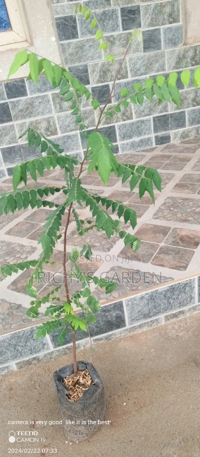 Star Fruit Trees for Sale