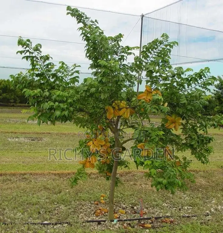 Star Fruit Trees for Sale