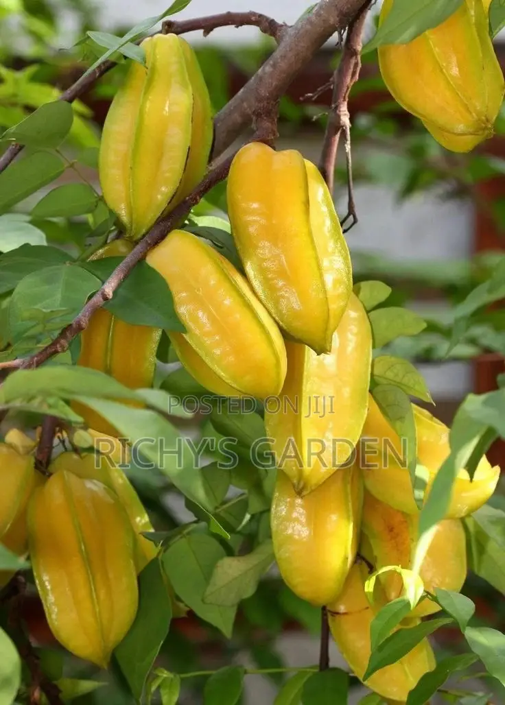 Star Fruit Trees for Sale