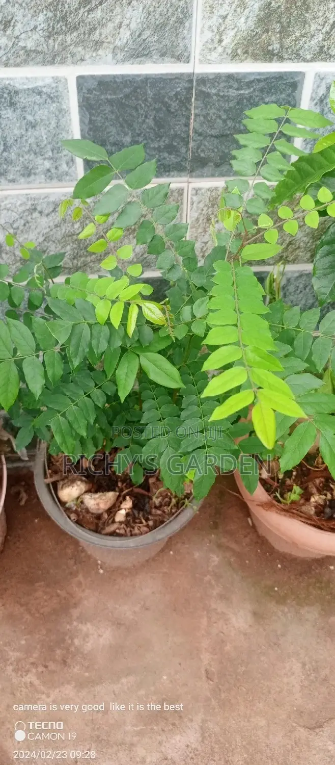 Star Fruit Trees for Sale