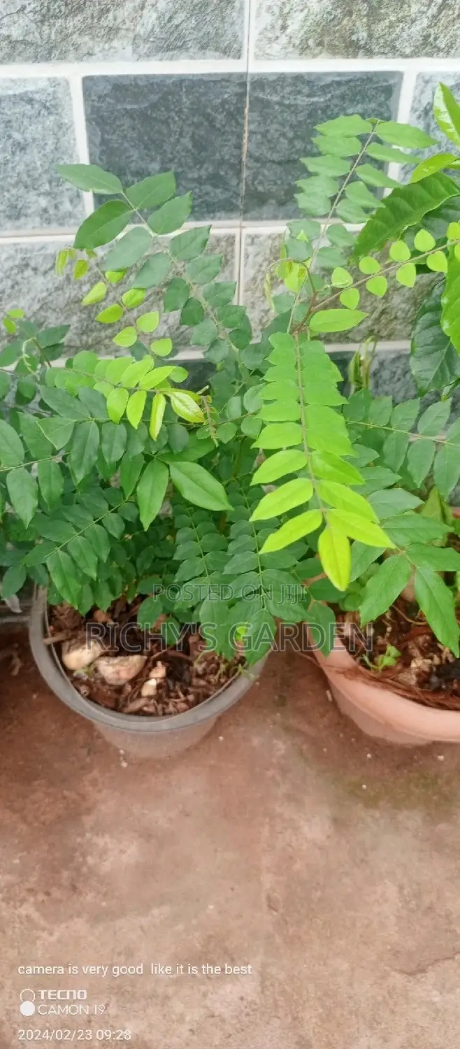 Star Fruit Trees for Sale