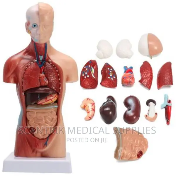 Visceral Anatomisk Model