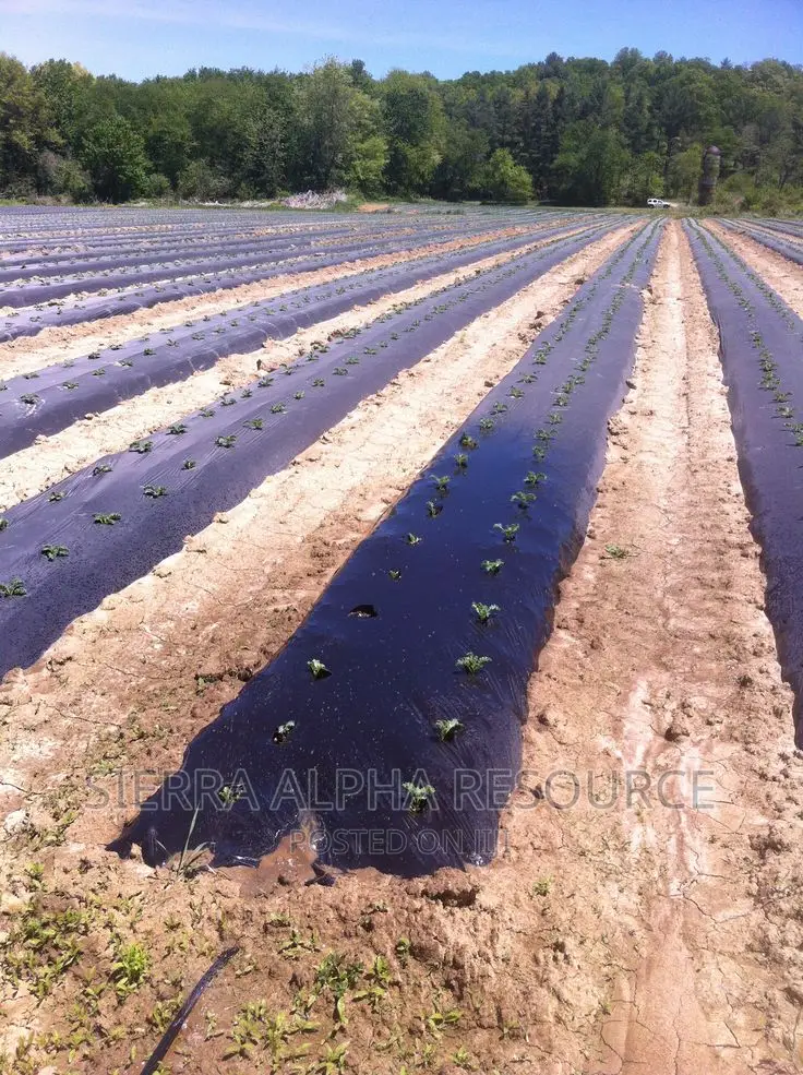 Plastic Mulch Film