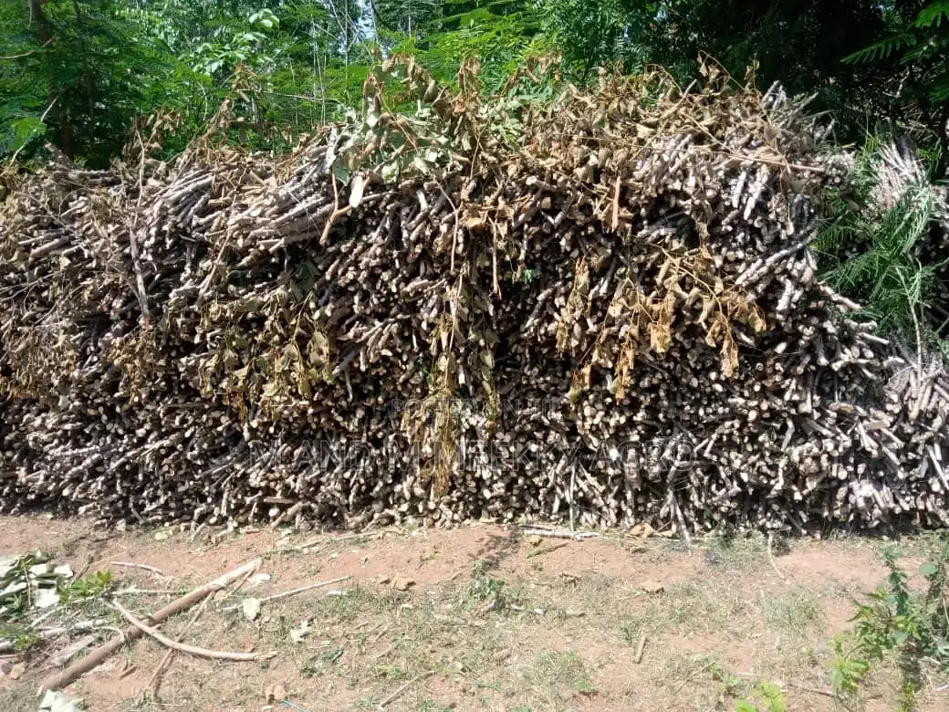 Improved Cassava Stems