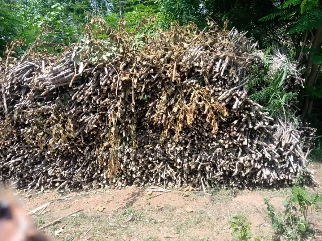 Improved Cassava Stems