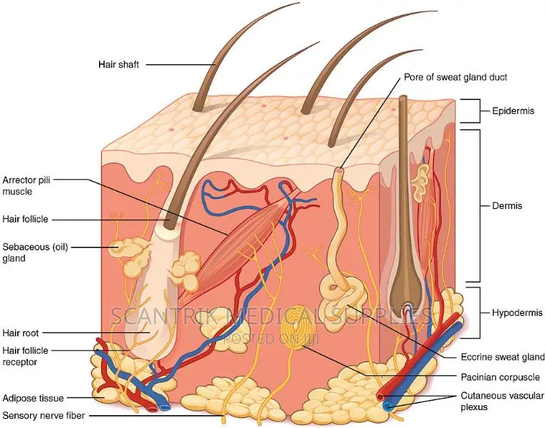 Human Skin Tissue Organ Anatomy Model