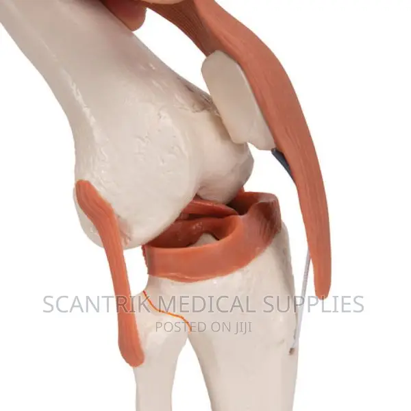 Knee Joint-for Medical Education Model
