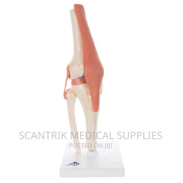 Model Human Knee Joint Muscles