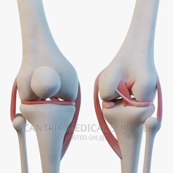 Model, Human Anatomy Normal Muscled