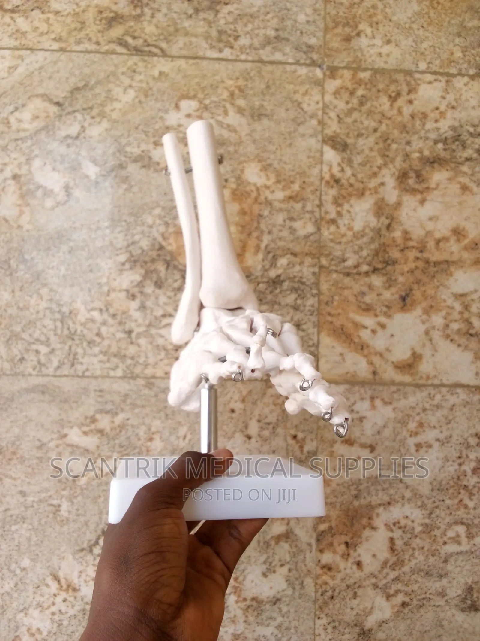Functional Model Of The Joints Of The Foot