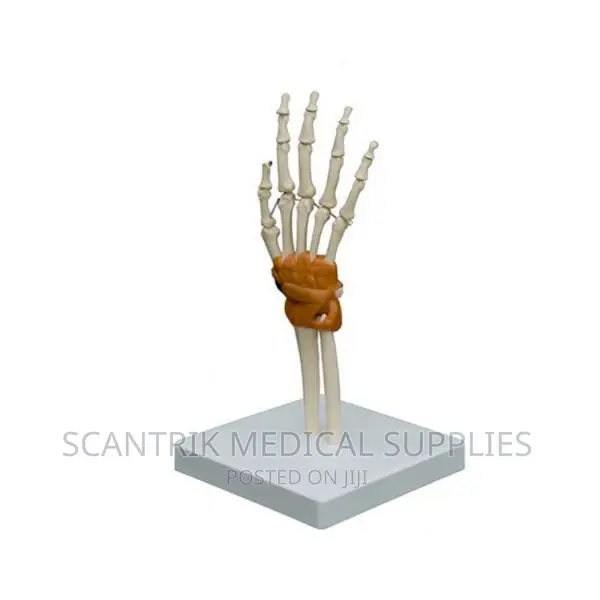 Hand Joint Model Palm Bone Anatomical