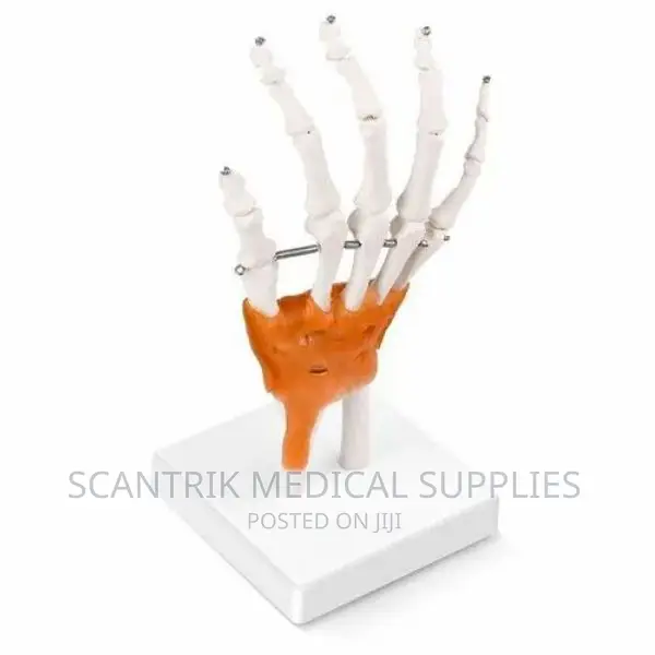 Scantrik Articulated Hands Skeleton