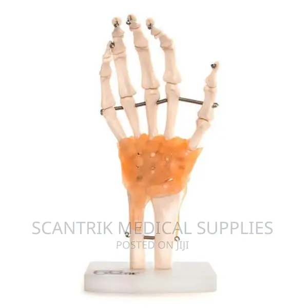 Hand Joint Ligament Model