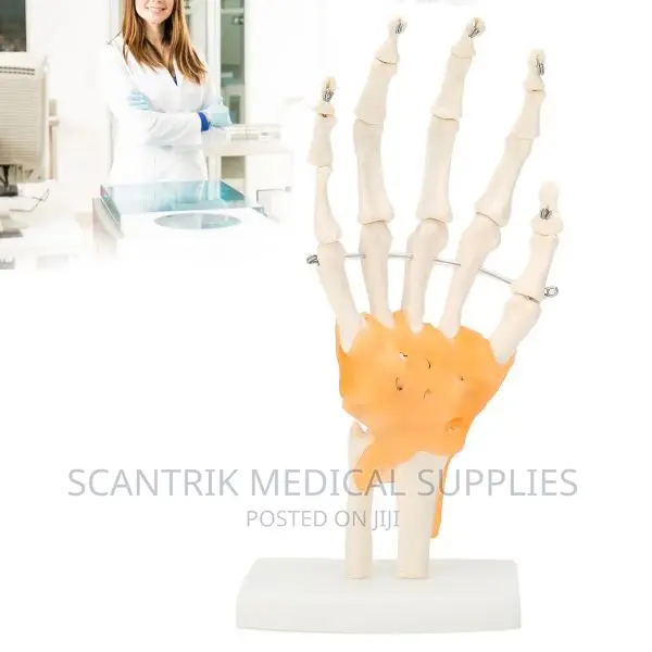 Scantrik Life Size Skeletal Hand Model