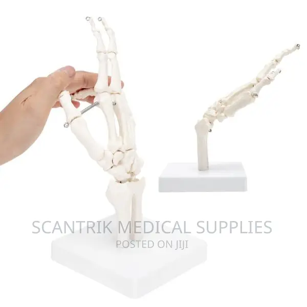 Hand Joint Ligament Model Scantrik Medical Supplies