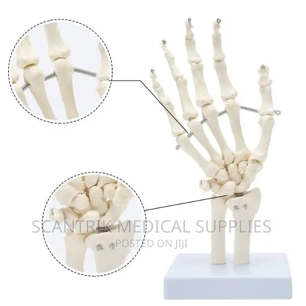 Life Size Hand Joint Model Medical Supplies