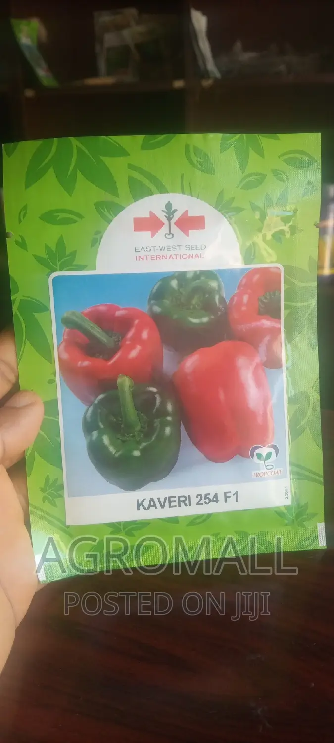 Hybrid Tomato (Platinum, Diva, Cobra, Padma)