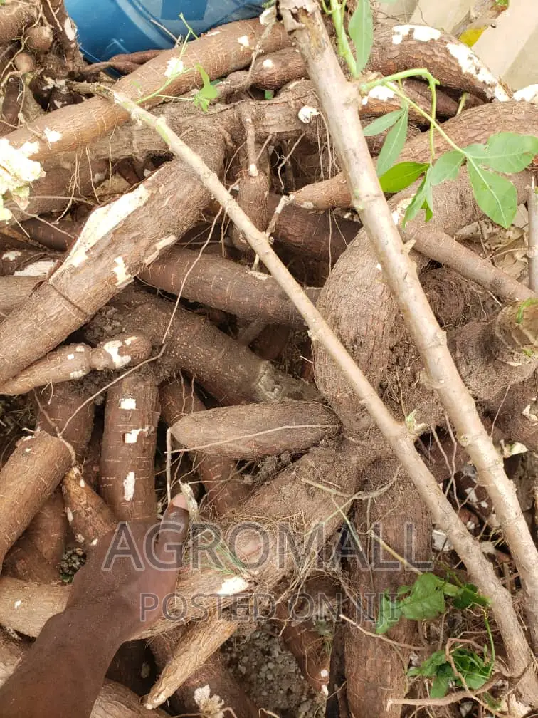 Hybrid Cassava Stem(Ayaya,TME 419, TMS 30572, Yellow_1bundle