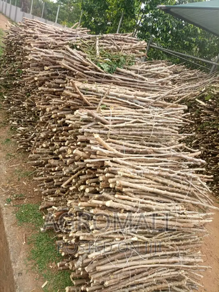 Hybrid Cassava Stem(Ayaya,TME 419, TMS 30572, Yellow_1bundle