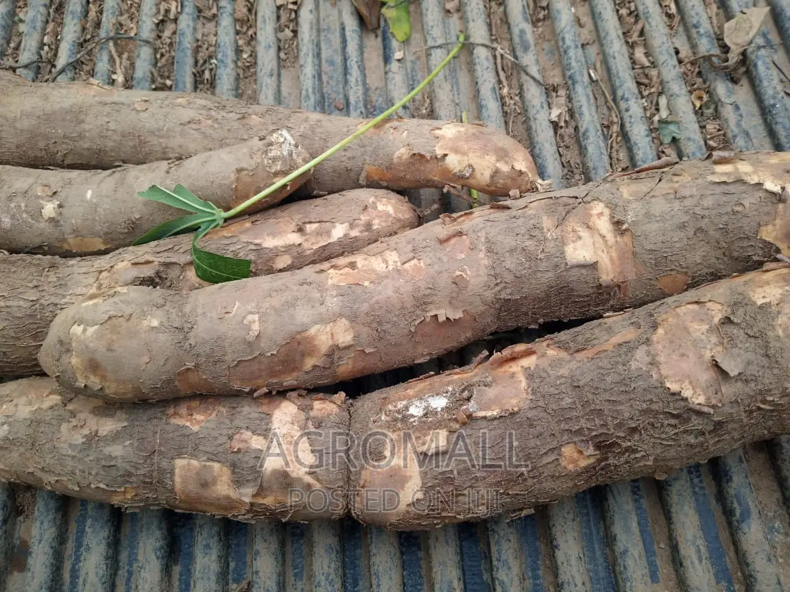 Hybrid Cassava Stem(Ayaya,TME 419, TMS 30572, Yellow_1bundle