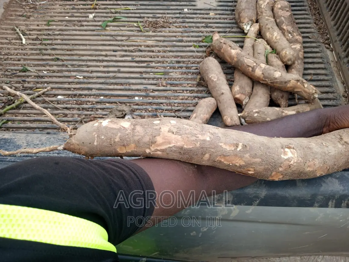 Hybrid Cassava Stem(Ayaya,TME 419, TMS 30572, Yellow_1bundle