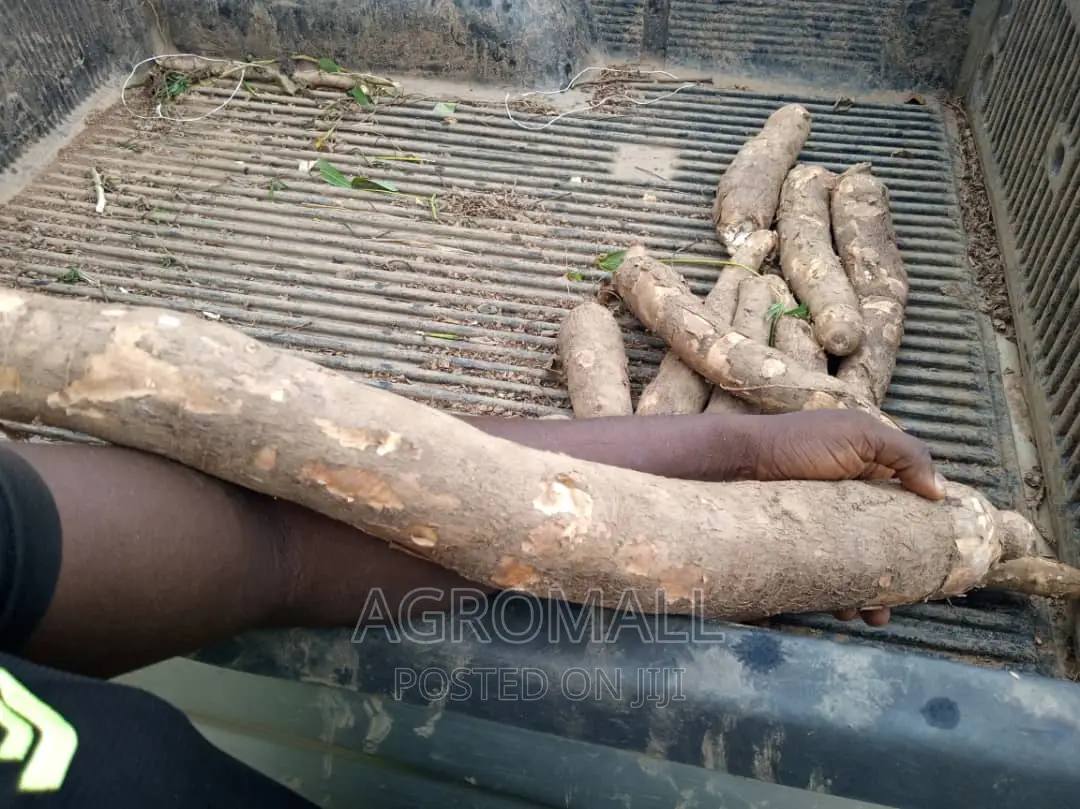 Hybrid Cassava Stem(Ayaya,TME 419, TMS 30572, Yellow_1bundle