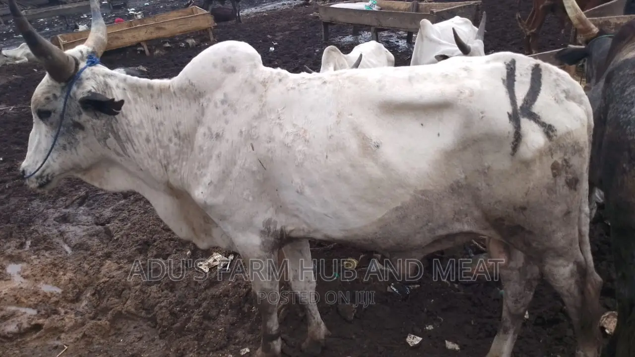 Big and Healthy Cows