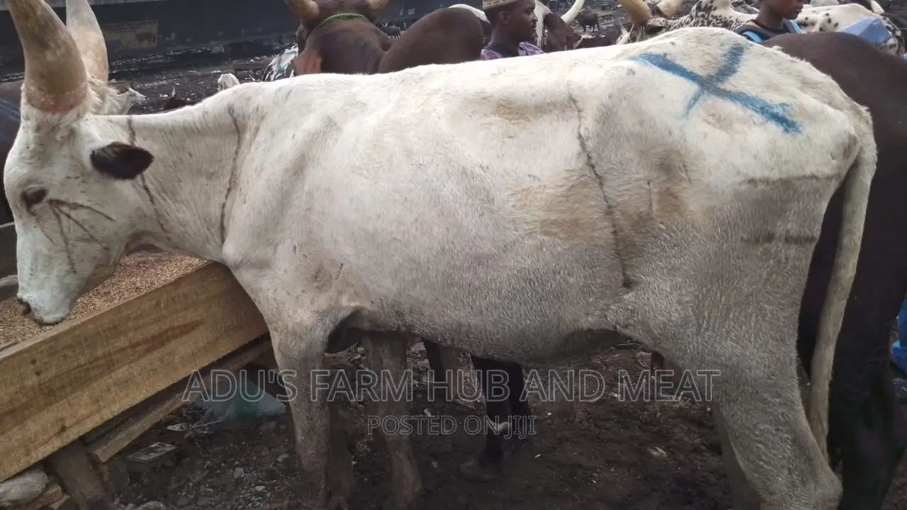 Big and Healthy Cows