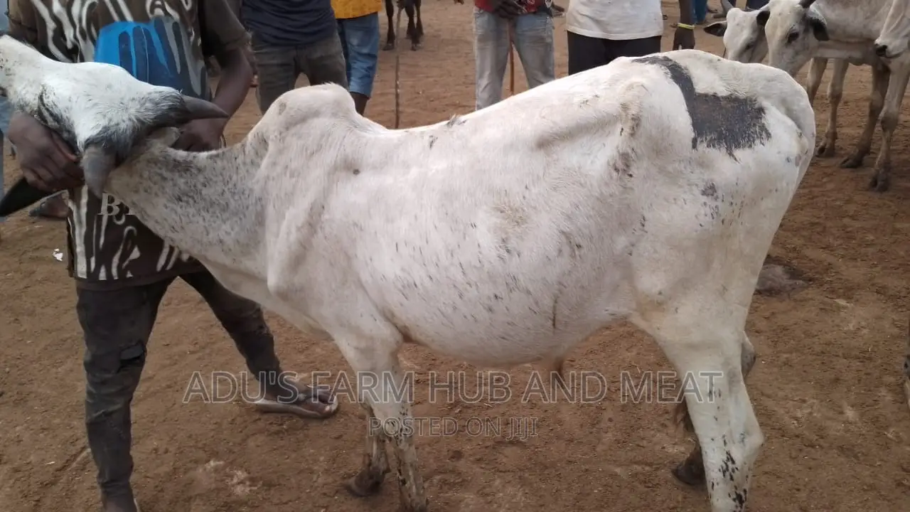 Big Cows for Owambe