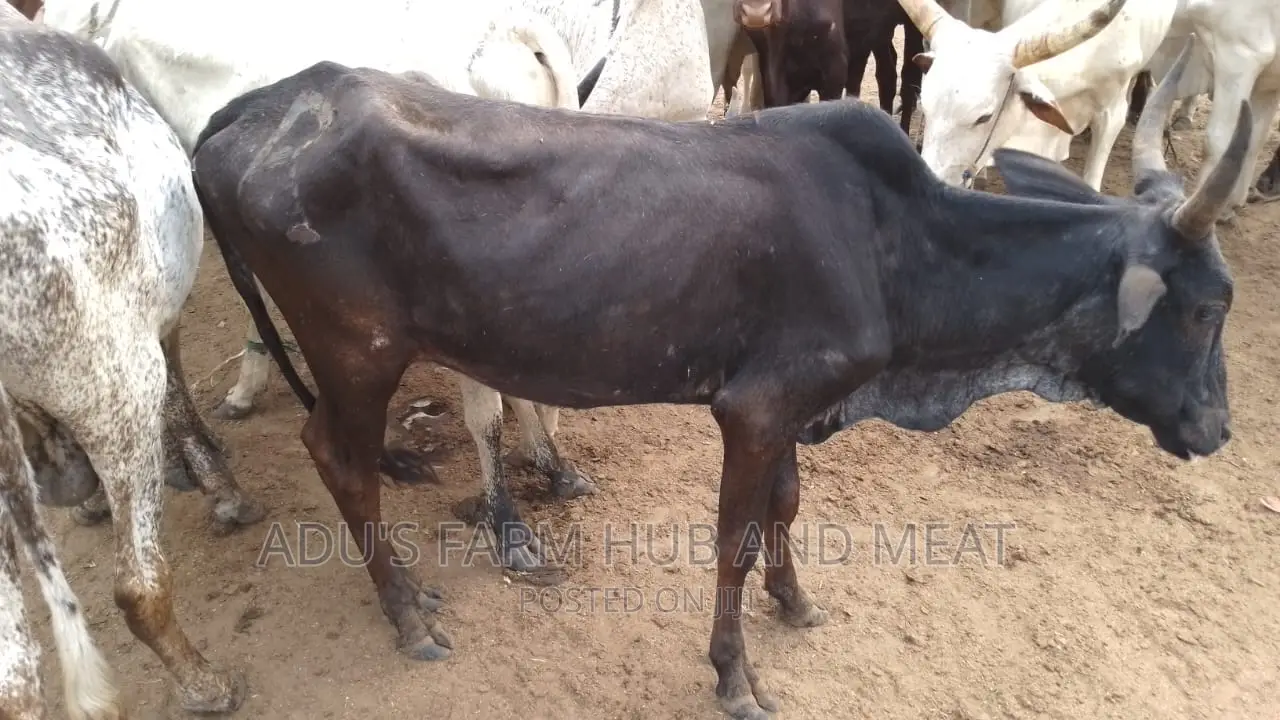 Big Cows for Owambe