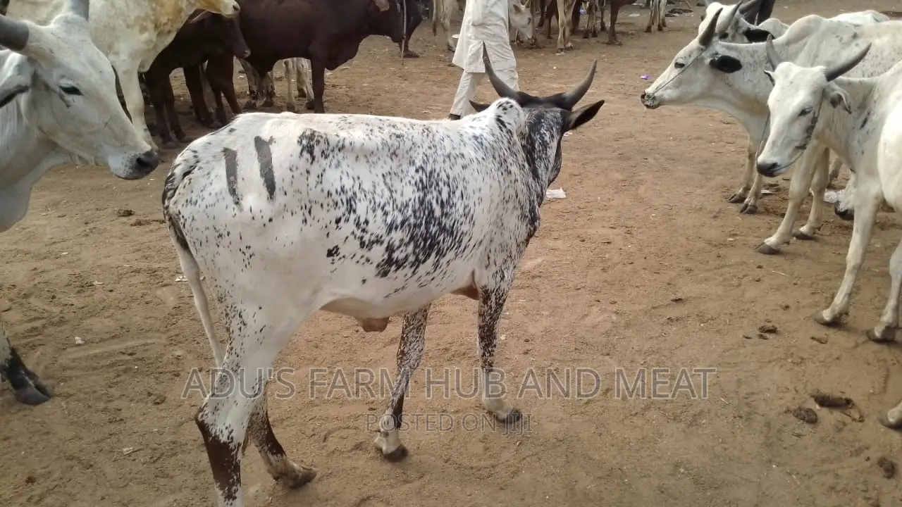 Big Cows for Owambe