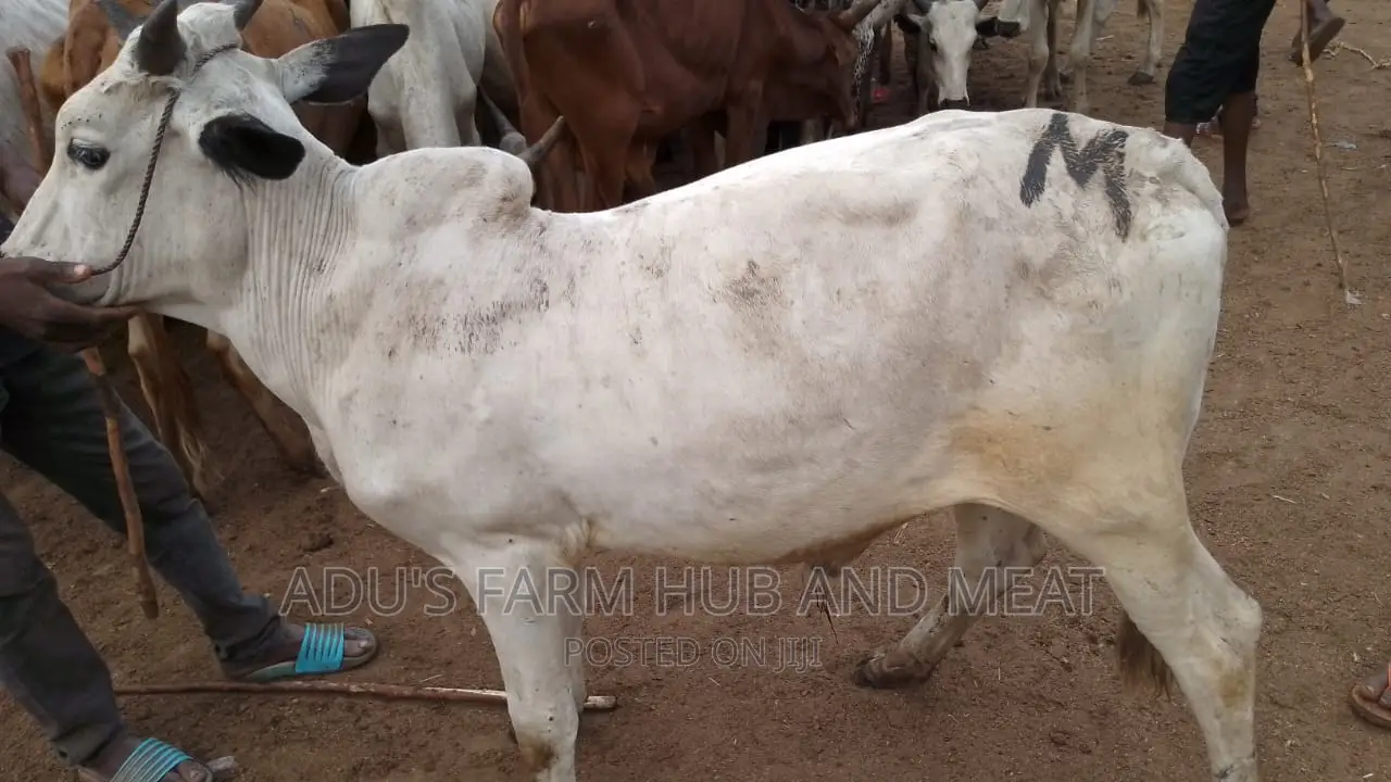 Big Cows for Owambe