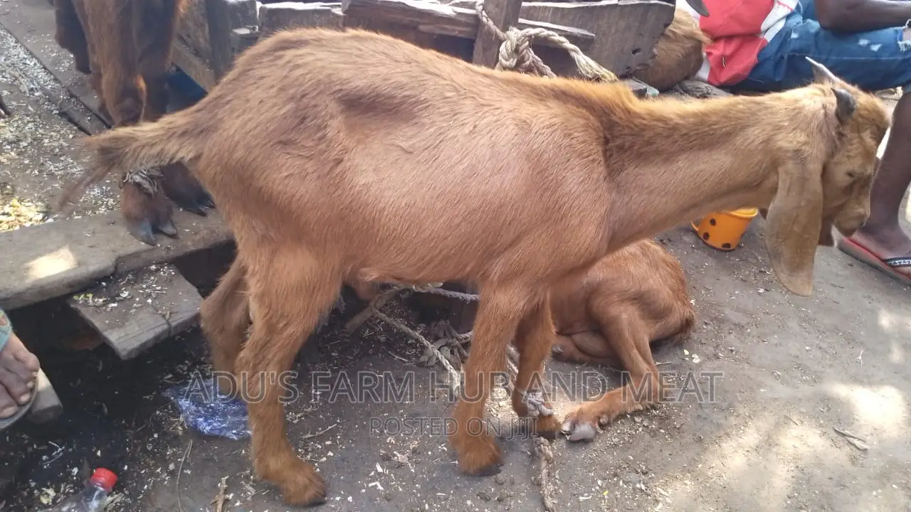 Healthy Goat Meat
