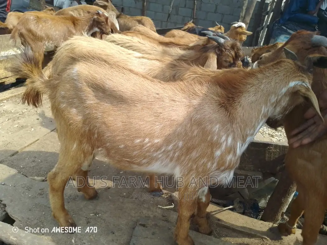 Healthy Goat Meat
