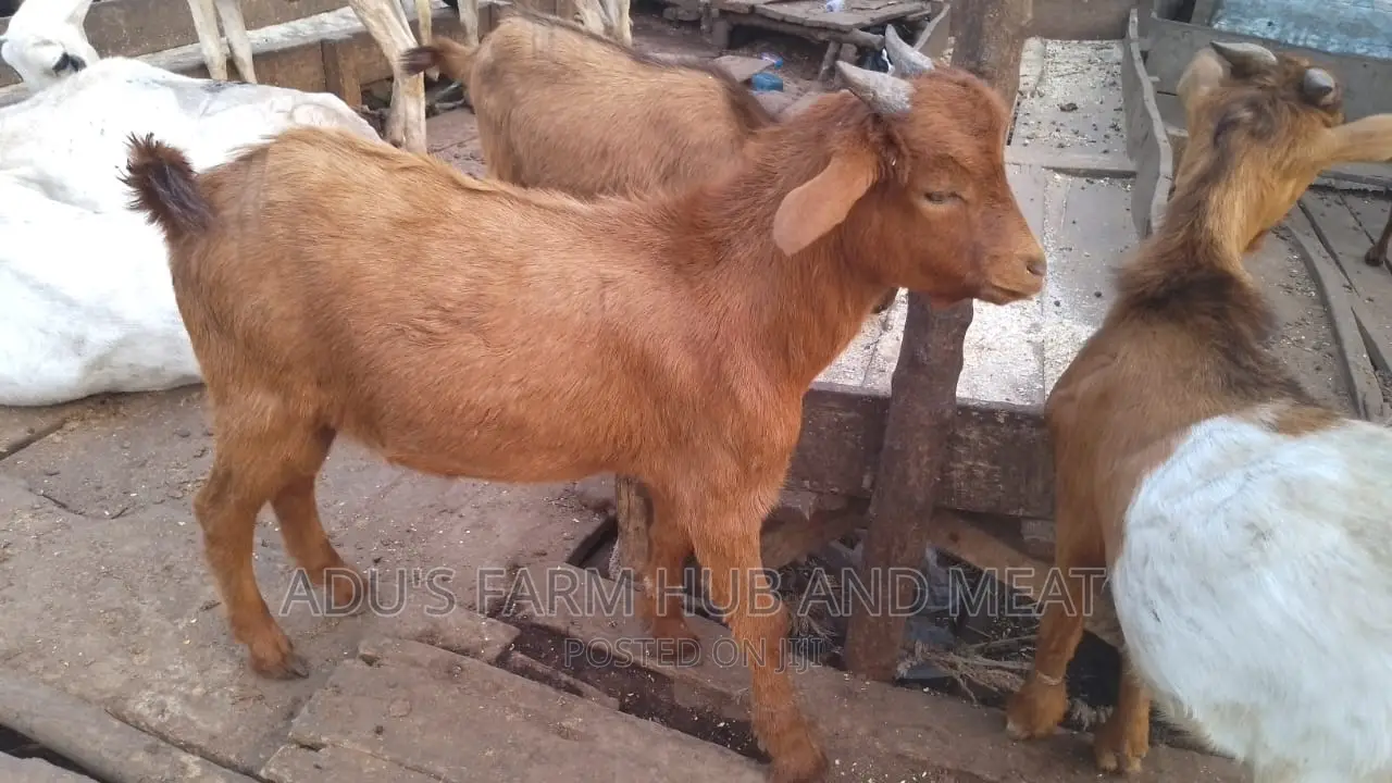 Healthy Goat Meat