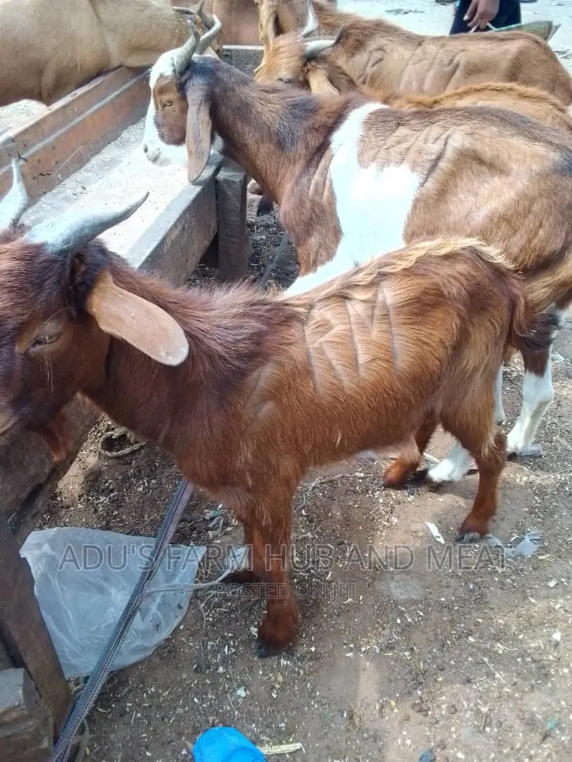 Big Healthy Northern Goat Meath